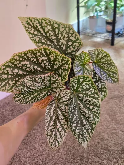 plant/Plant Bundle-1-thumbnail