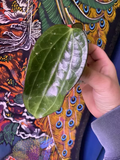plant/Hoya Polystacha-1-thumbnail