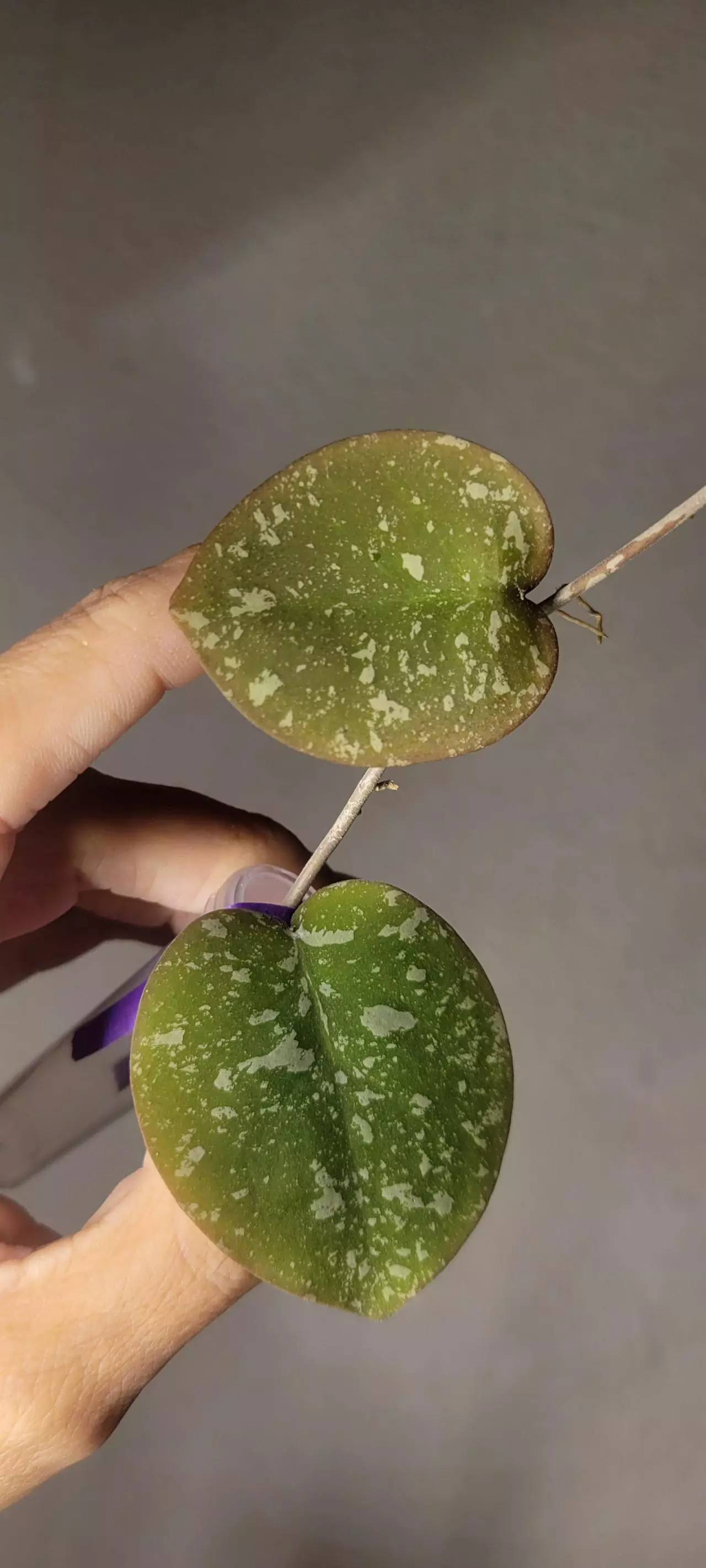 plant/Hoya WRX103-101 (WRX46-11 x Imbricata)*Unrooted-1