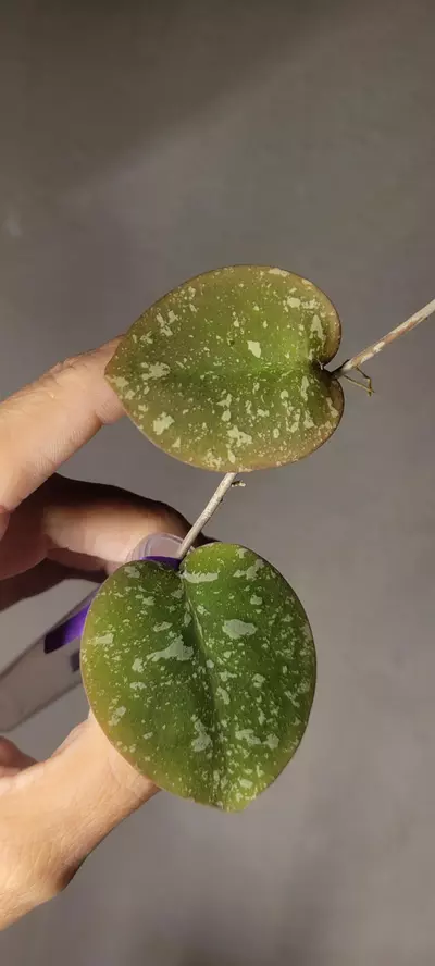plant/Hoya WRX103-101 (WRX46-11 x Imbricata)*Unrooted-1-thumbnail