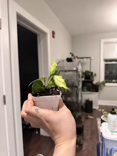 plant/Hoya Polynuear Inner variegated-2-thumbnail