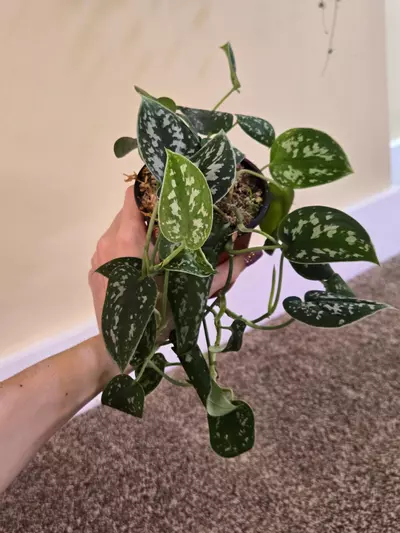 plant/Plant Bundle-2-thumbnail