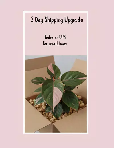 heat_pack/2 Day Shipping Upgrade-0-thumbnail