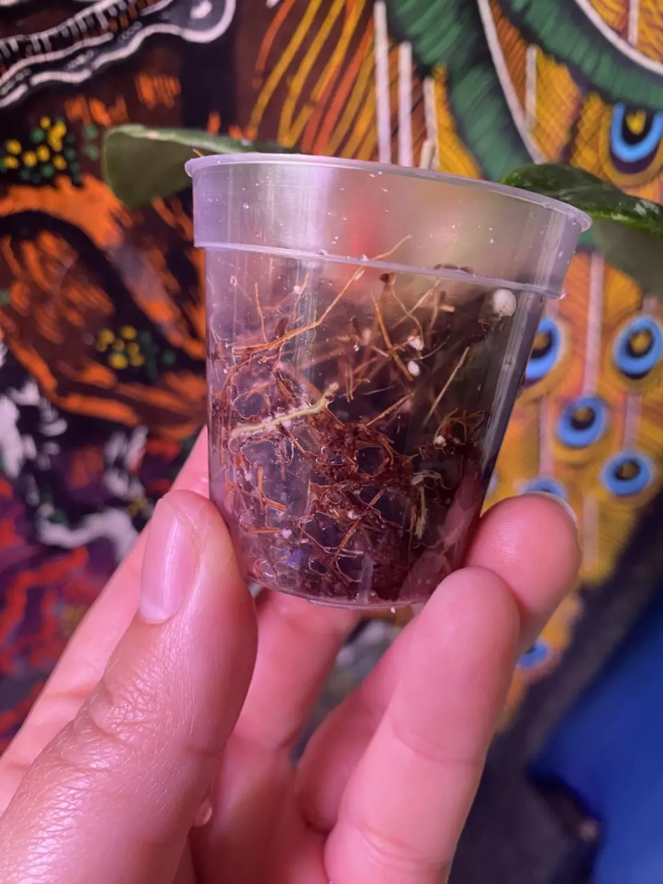 plant/Hoya Rintzii Borneo-3