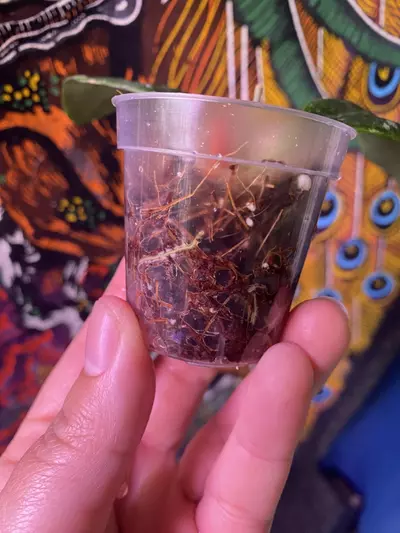 plant/Hoya Rintzii Borneo-3-thumbnail