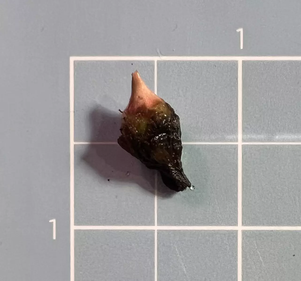 plant/Corm B - Pink Variegated Alocasia Thai Amazonica-2