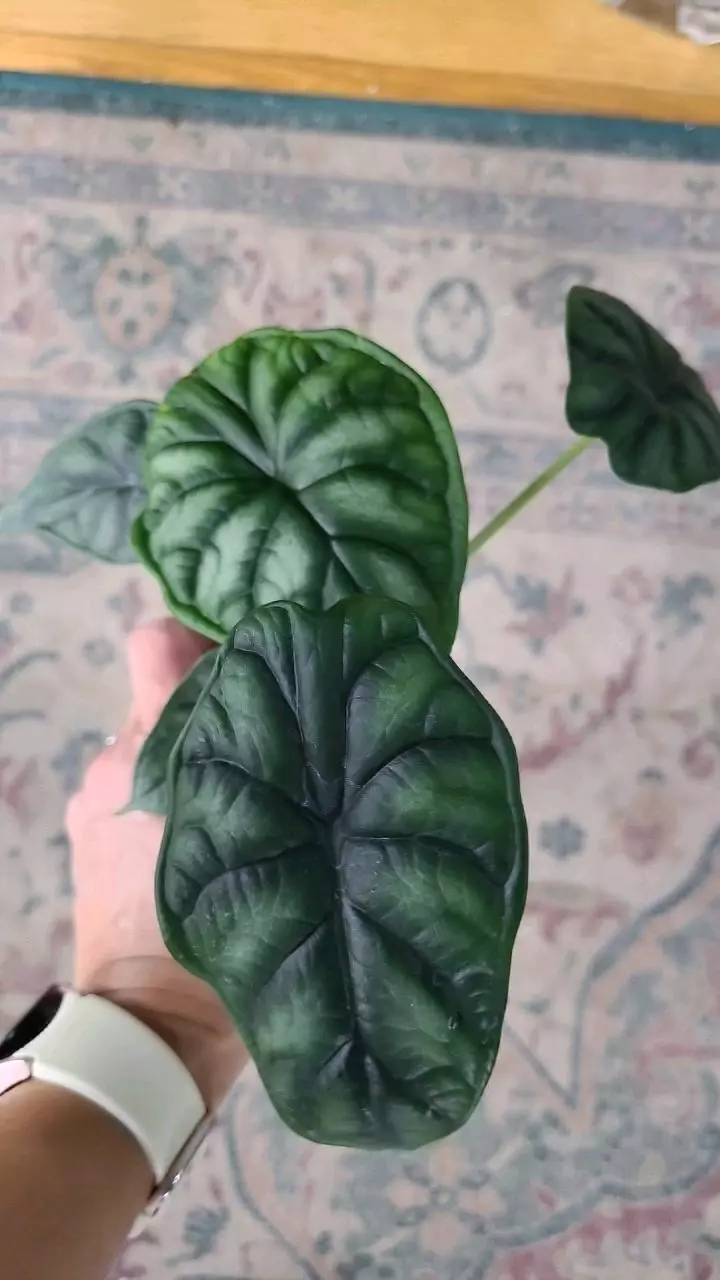 plant/Dragon Scale Alocasia 3.25" 12-018-0