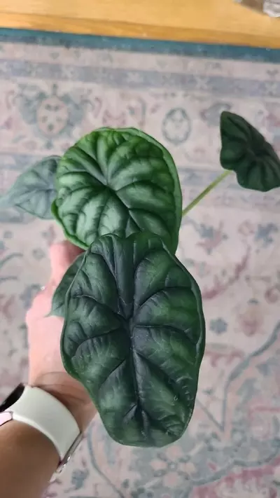 plant/Dragon Scale Alocasia 3.25" 12-018-0-thumbnail