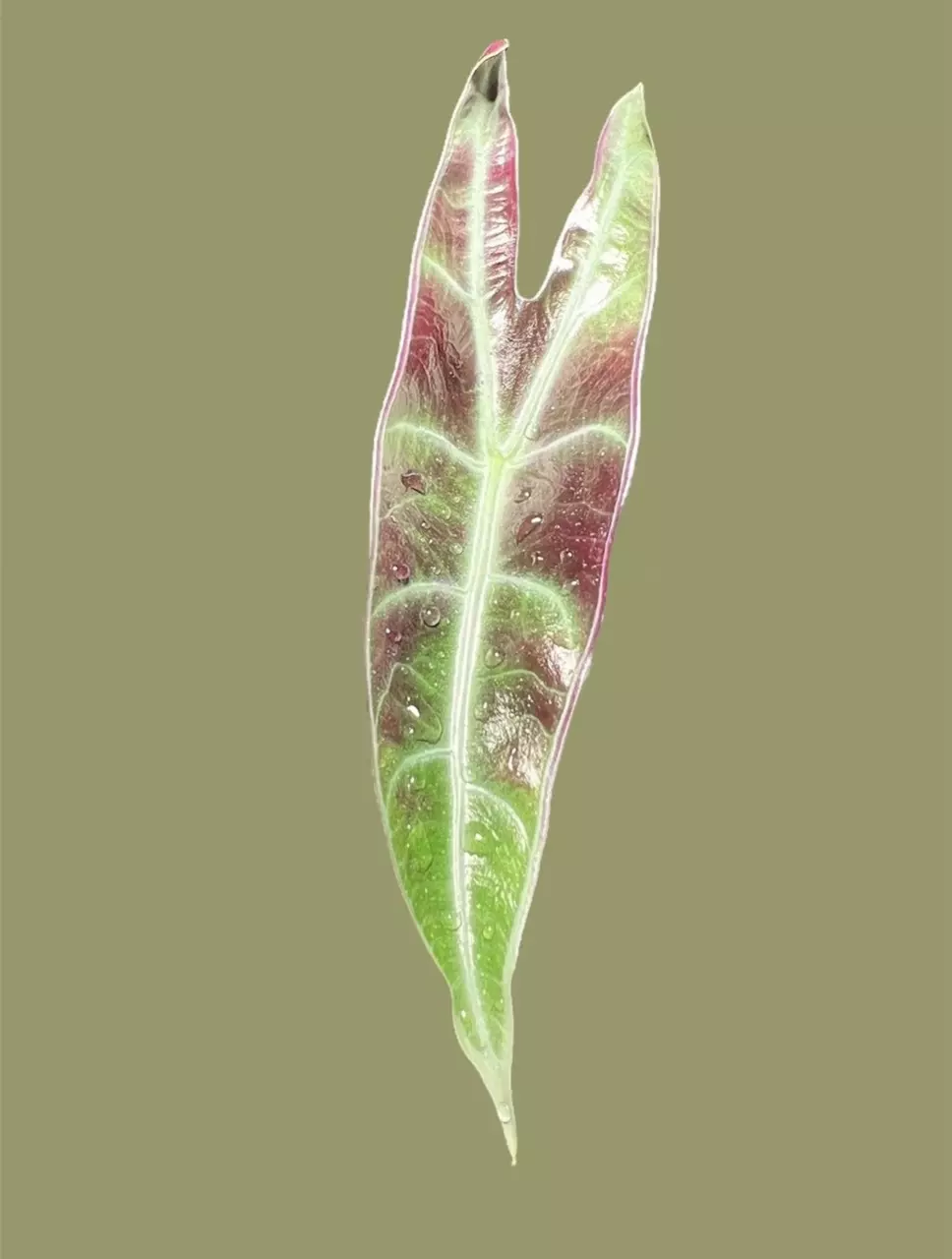 plant/Corm E - Alocasia Longiloba Purple (Read
Description)-0