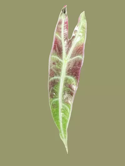 plant/Corm E - Alocasia Longiloba Purple (Read
Description)-0-thumbnail