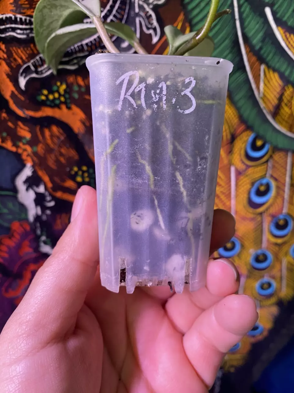 plant/Hoya Wilbur Graves Silver-1