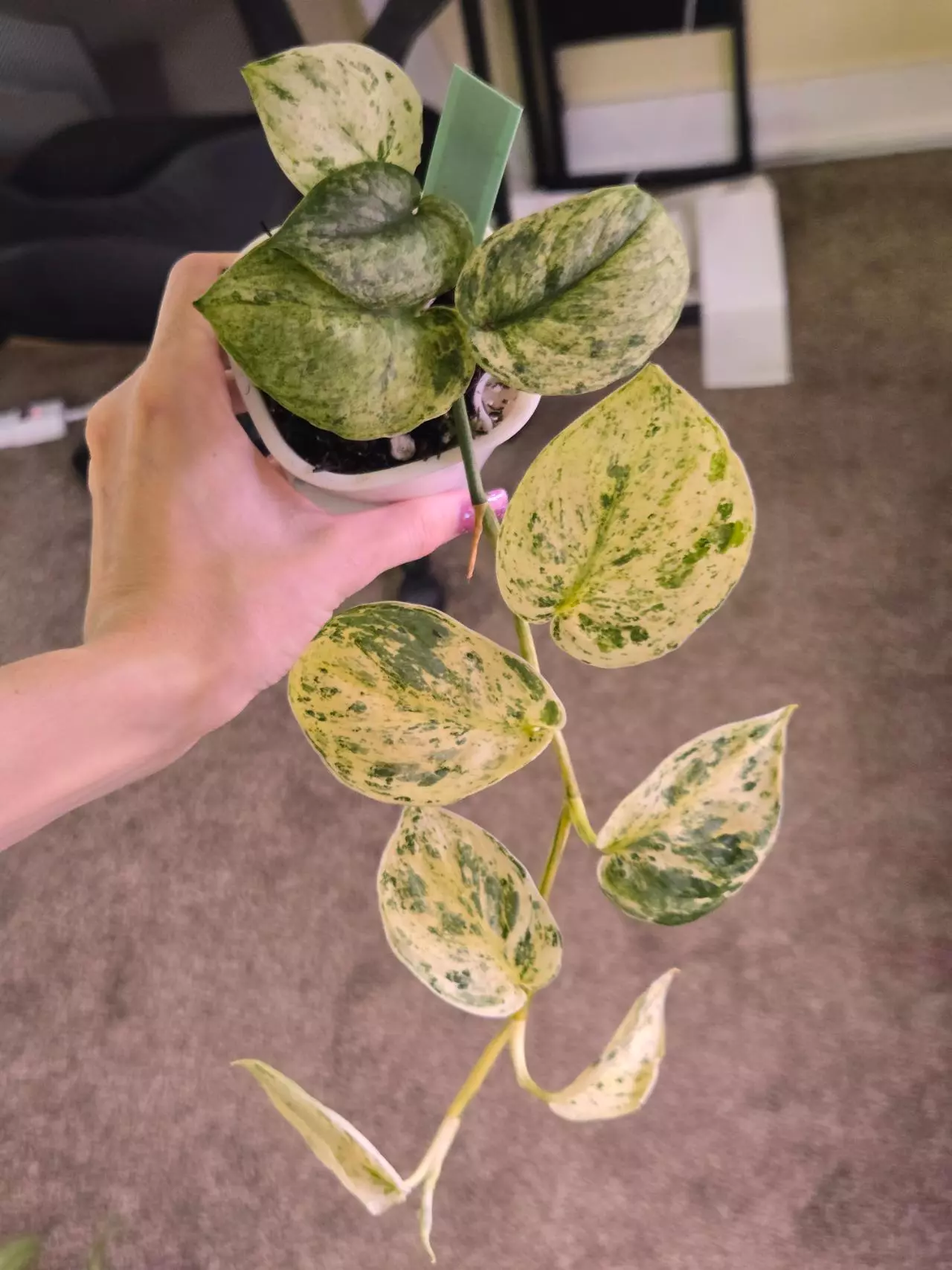 plant/Scindapsus Silver Cloud Albo-0