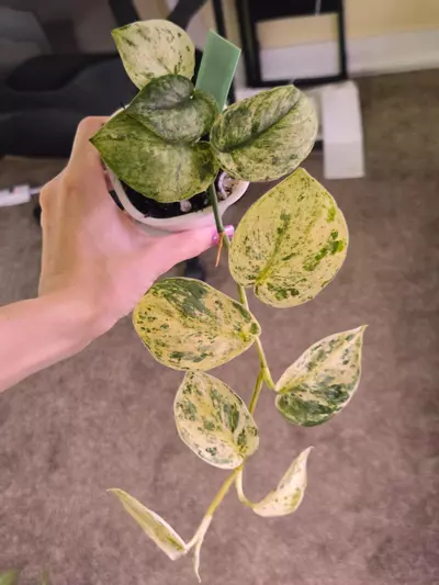 plant/Scindapsus Silver Cloud Albo-0-thumbnail