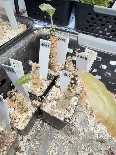 plant/Dorstenia foetida (Grower’s Choice)-1-thumbnail