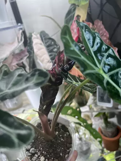 plant/Amazonica Thai pink-2-thumbnail