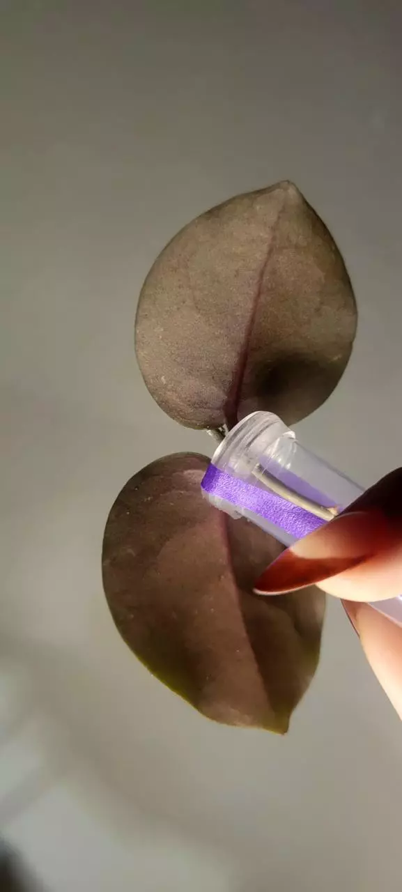 plant/Hoya WRX103-101 (WRX46-11 x Imbricata)*Unrooted-2