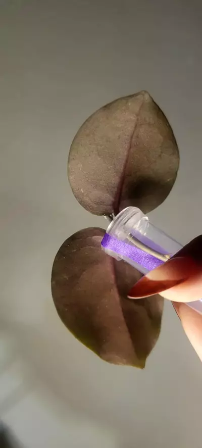 plant/Hoya WRX103-101 (WRX46-11 x Imbricata)*Unrooted-2-thumbnail