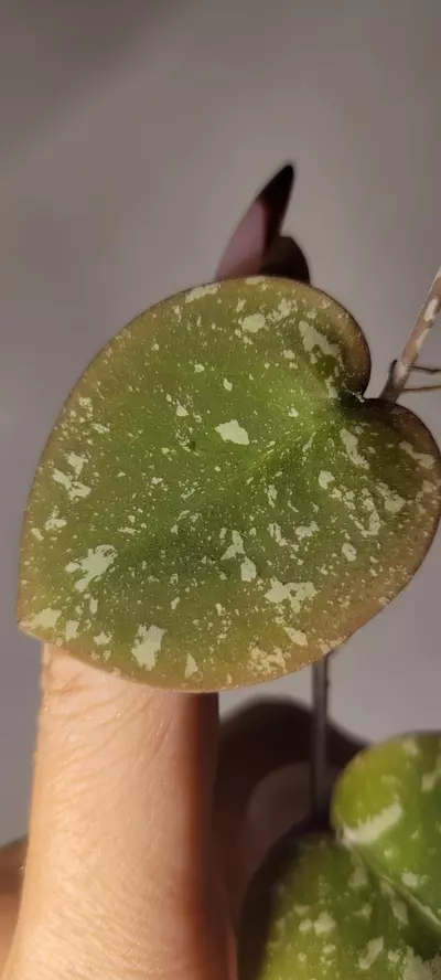 plant/Hoya WRX103-101 (WRX46-11 x Imbricata)*Unrooted-2-thumbnail