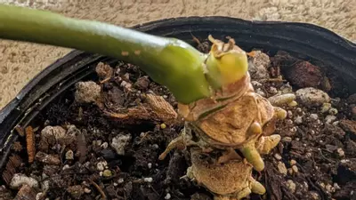 plant/Anthurium Regale Mother Plant with new growth 1G-2-thumbnail