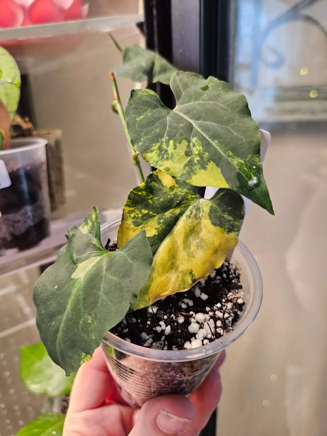 plant/Fallopia multiflora aurea #1-1