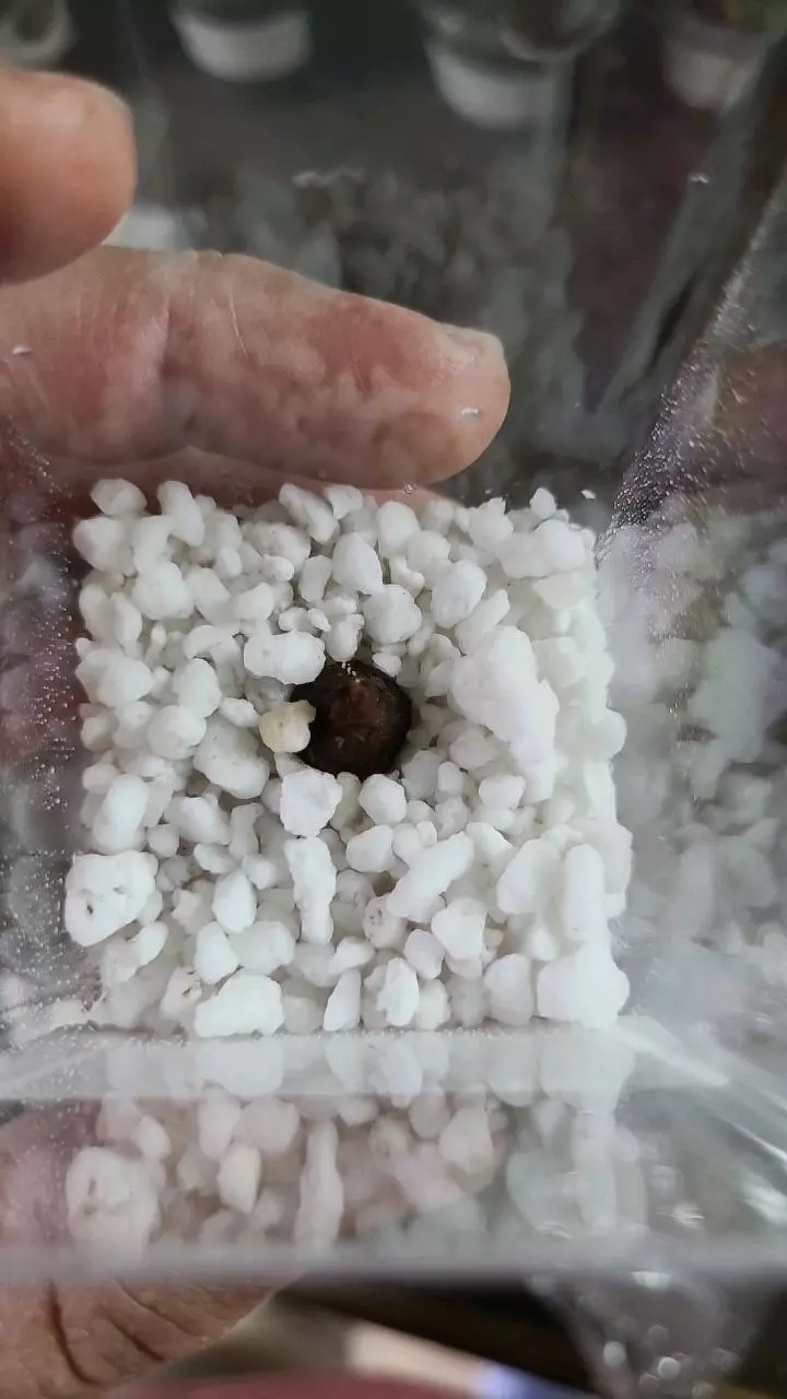 plant/Alocasia Silver Dragon Corm 12-031-0