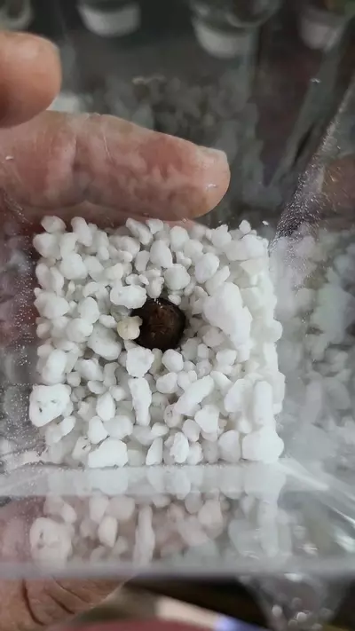 plant/Alocasia Silver Dragon Corm 12-031-0-thumbnail