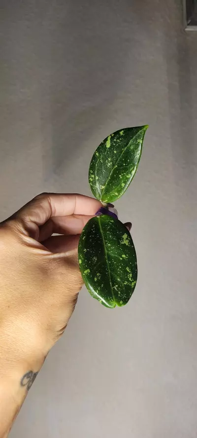 plant/Hoya AH805 Splash *lightly rooted-1-thumbnail
