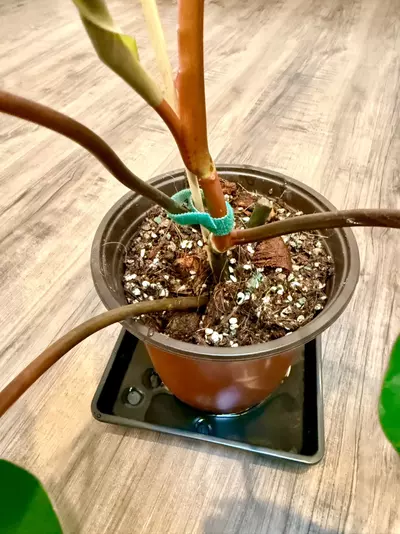 plant/Philodendron Red Emerald – 6 inch pot-5-thumbnail