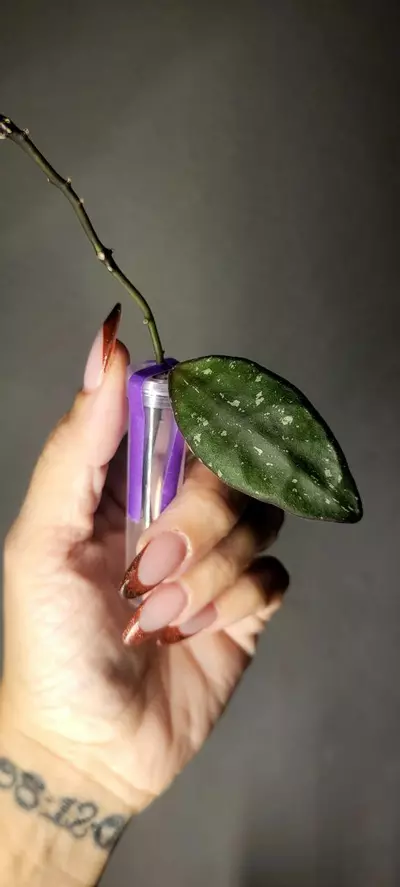 plant/Hoya Rundumensis Splash *Unrooted-0-thumbnail