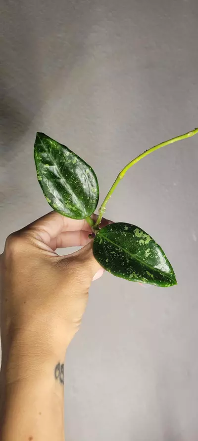 plant/Hoya AH805 Splash *Lightly rooted-3-thumbnail