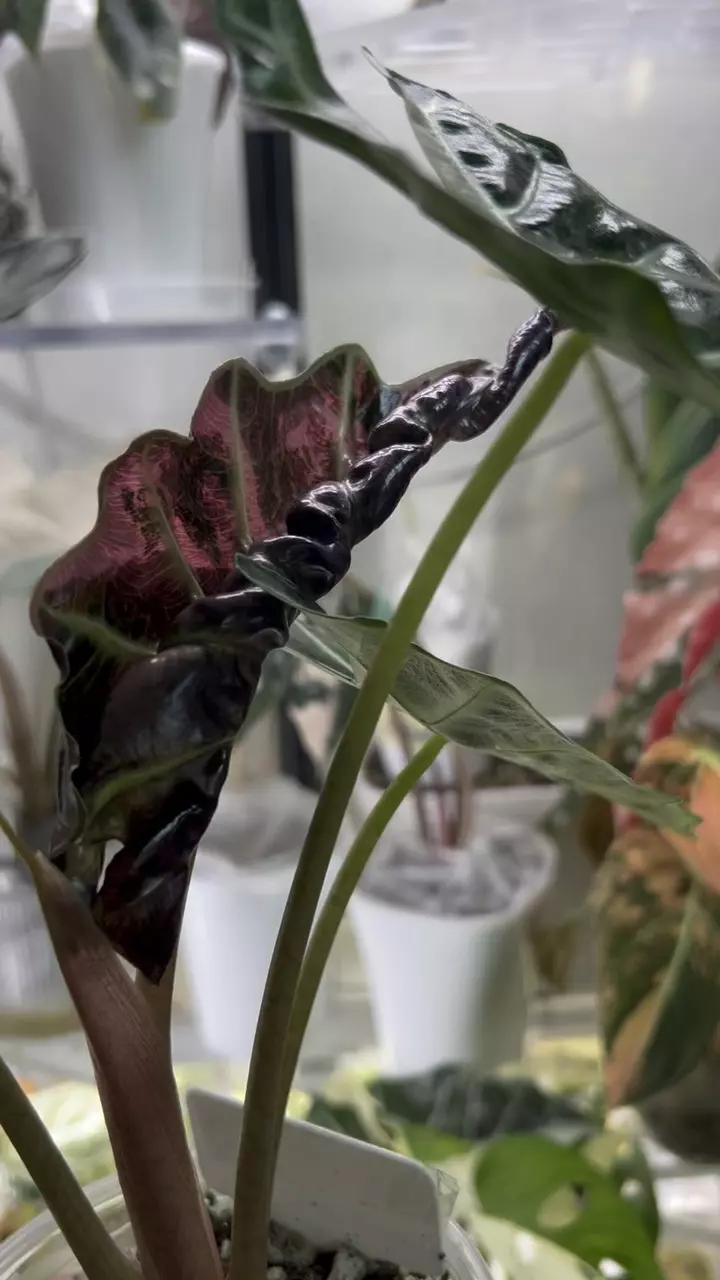 plant/Amazonica Thai pink-0