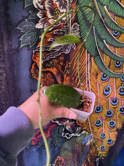 plant/Hoya EPC301 Black Leaves-0-thumbnail