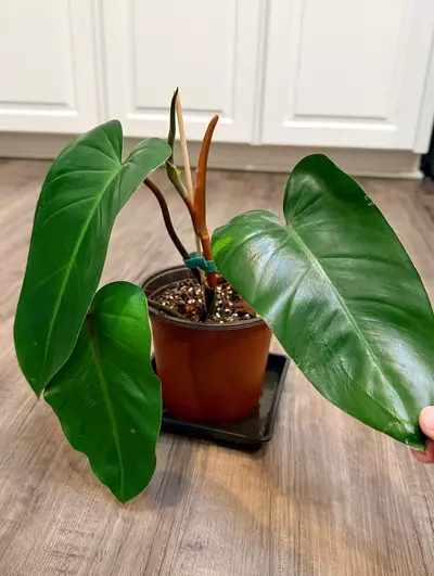 plant/Philodendron Red Emerald – 6 inch pot-2-thumbnail