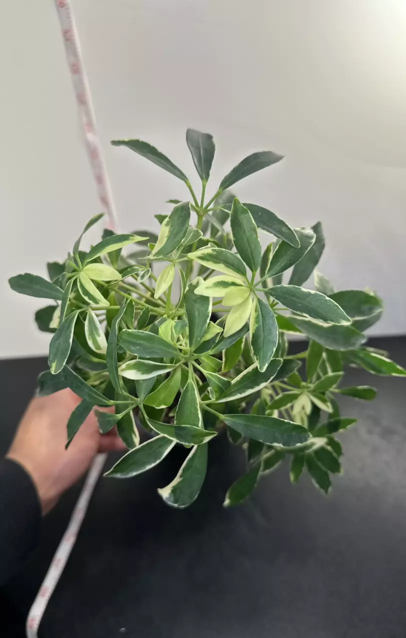 plant/Variegated Umbrella Plant-0
