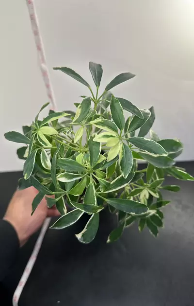 plant/Variegated Umbrella Plant-0-thumbnail
