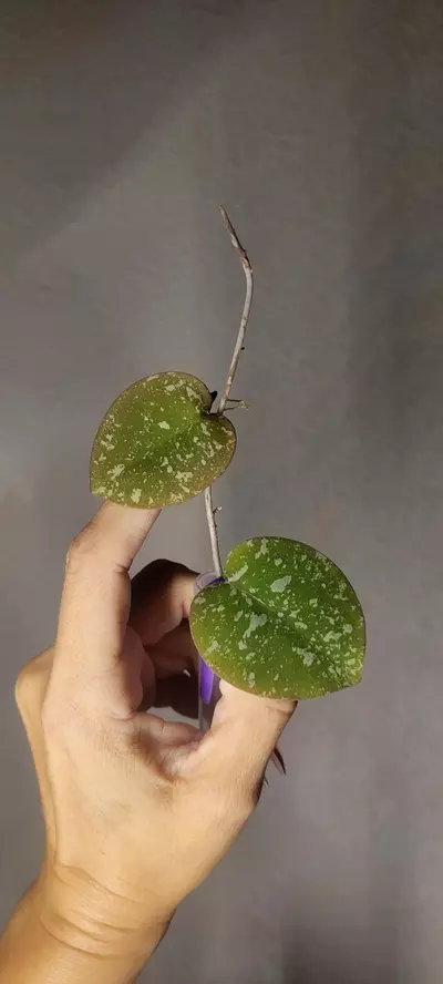 plant/Hoya WRX103-101 (WRX46-11 x Imbricata)*Unrooted-0-thumbnail
