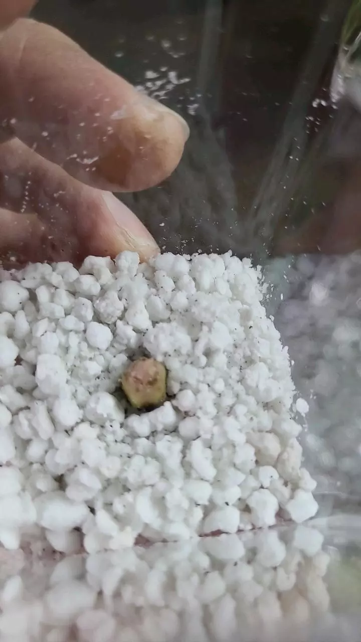 plant/Alocasia Maharani Corm 12-032-0