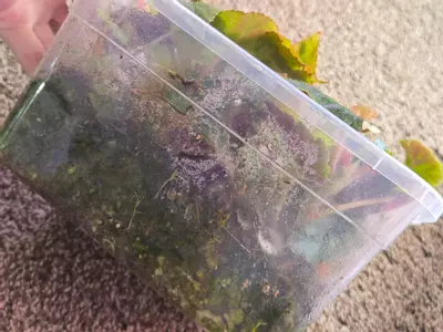 plant/Box 'o' Begonia-2-thumbnail