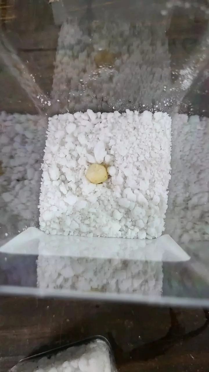 plant/Alocasia Polly Corm 12-040-0