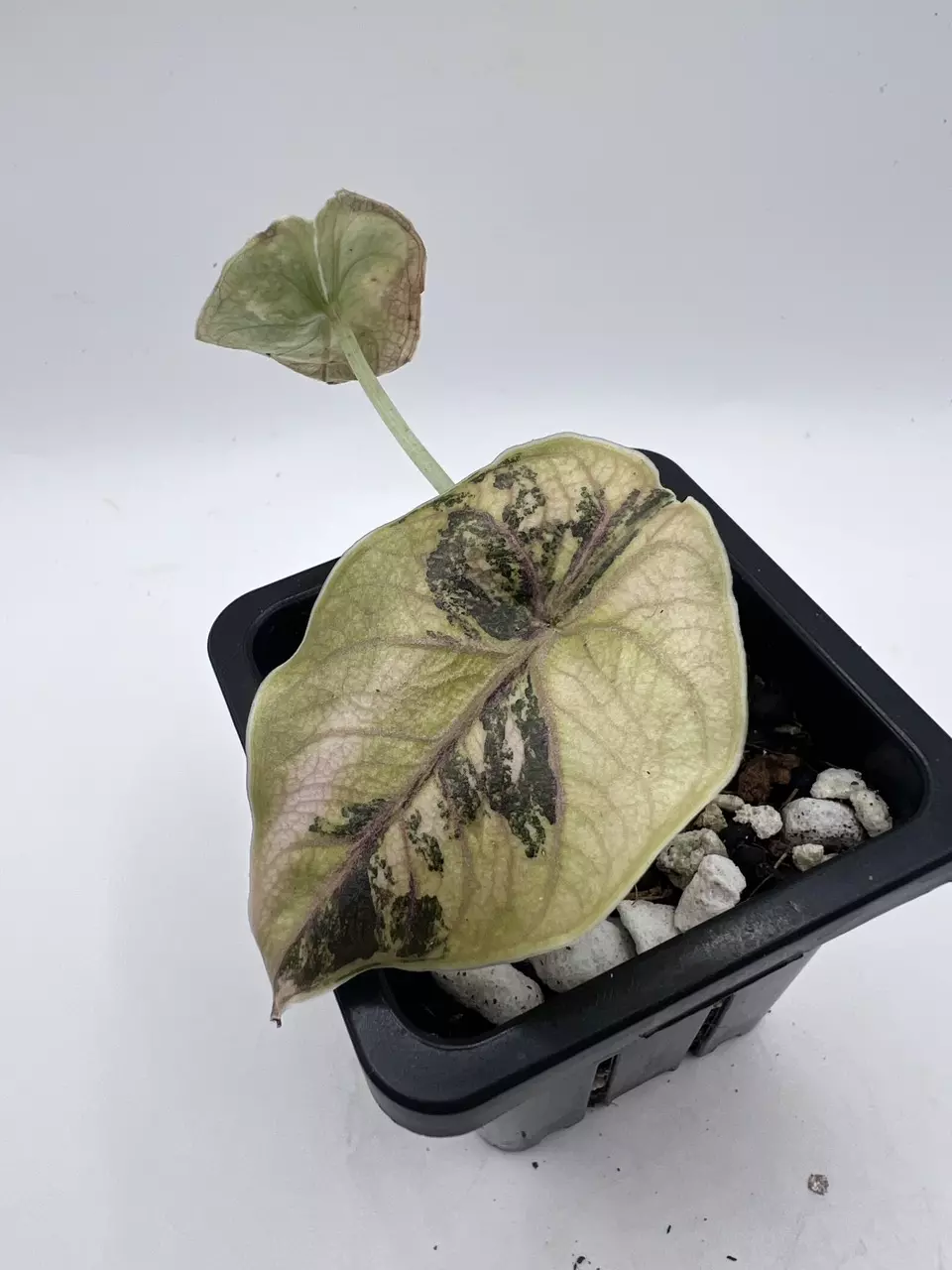 plant/Alocasia Azlanii Orange-1