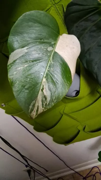 plant/Monstera Borsigiana Albo (tri colored)Cuttings-0-thumbnail