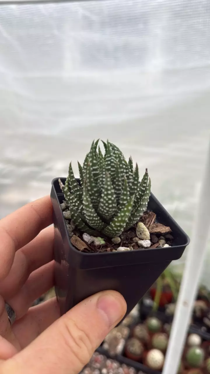 plant/Haworthiopsis reinwardti-0
