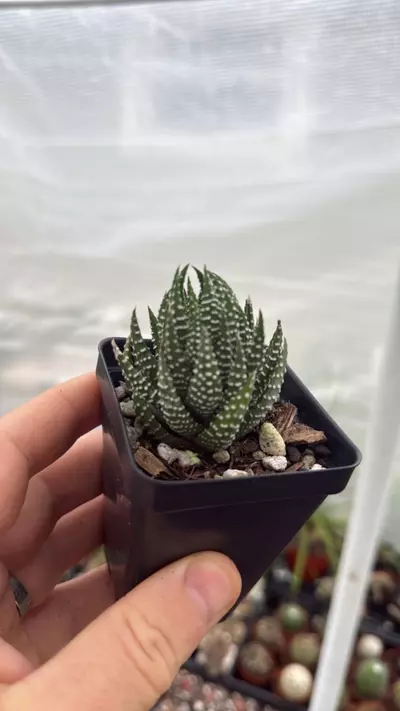 plant/Haworthiopsis reinwardti-0-thumbnail