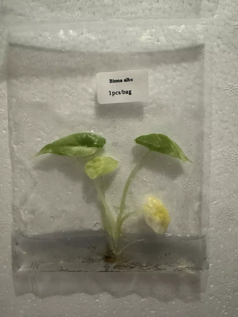 plant/Platinum Albo TC-0