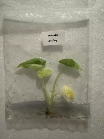 plant/Platinum Albo TC-0-thumbnail