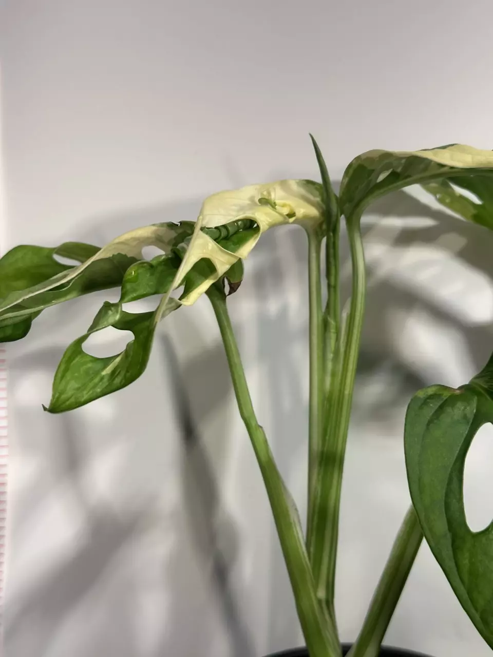 plant/Variegated Monstera Adansonii-1