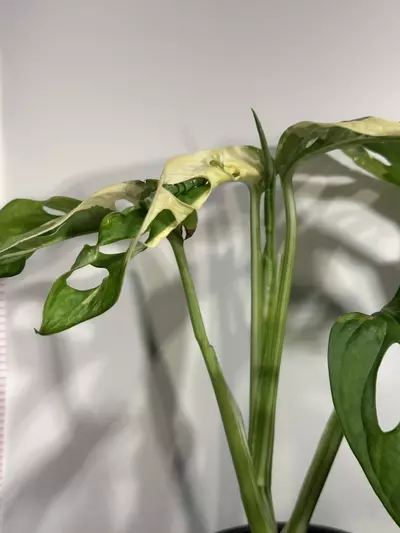 plant/Variegated Monstera Adansonii-1-thumbnail