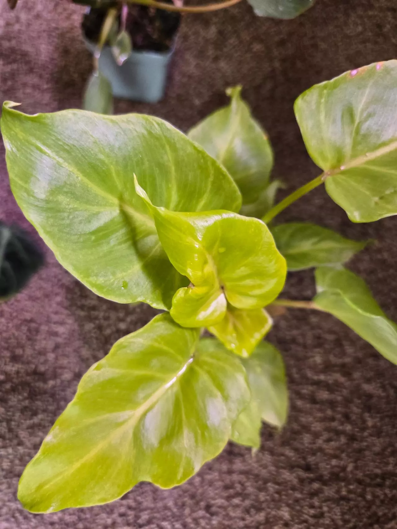 plant/Plant Bundle-1