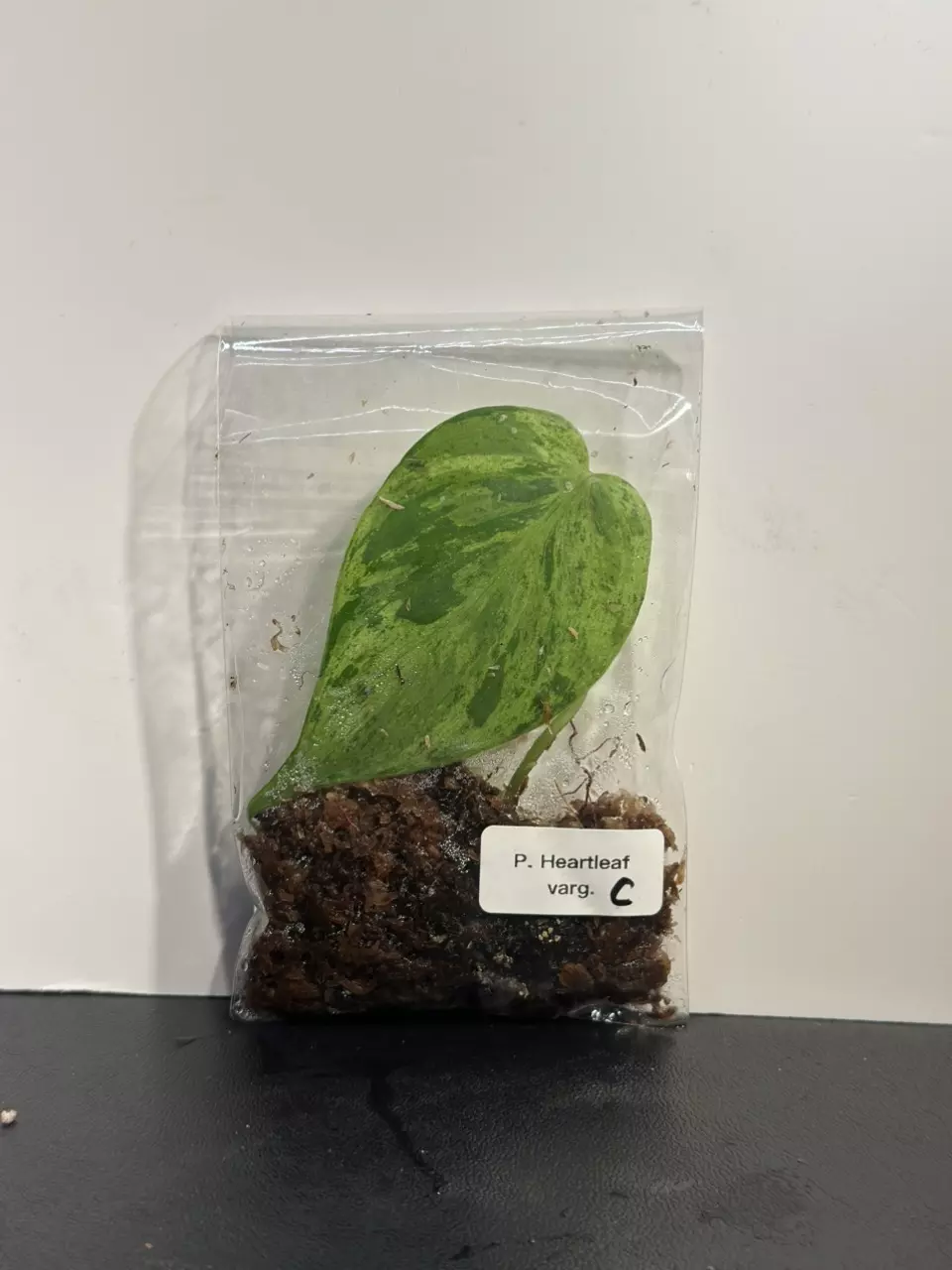 plant/Variegated Heartleaft Philodendron-0