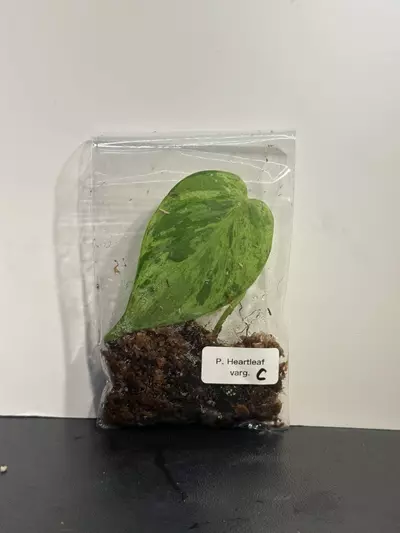 plant/Variegated Heartleaft Philodendron-0-thumbnail